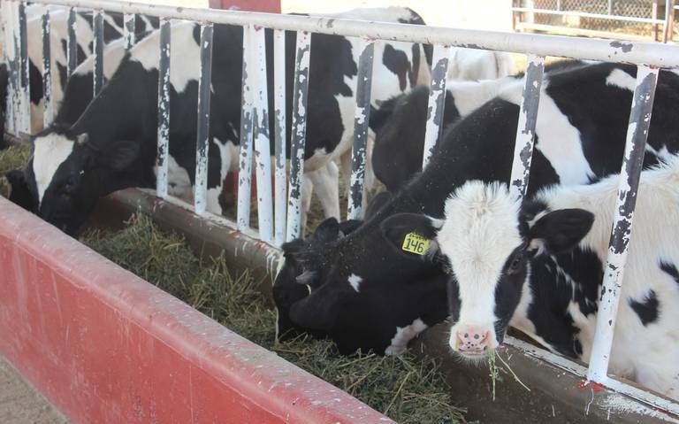 vacas