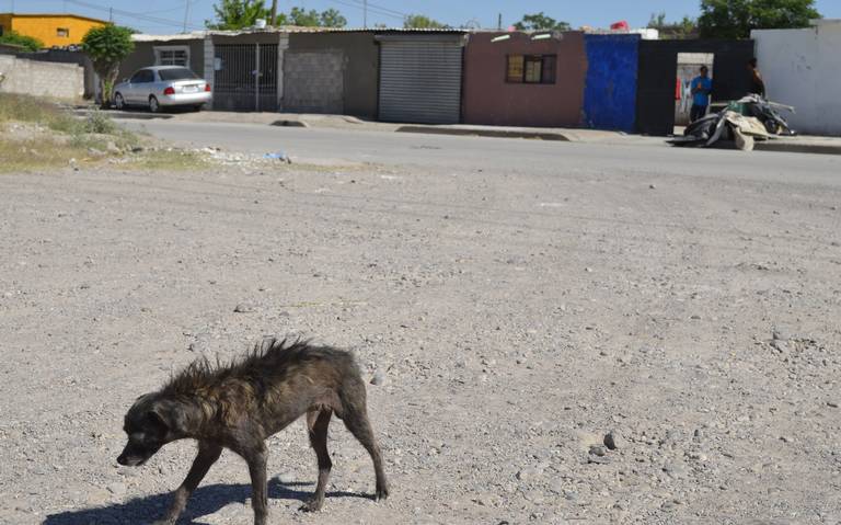 perro meoqui