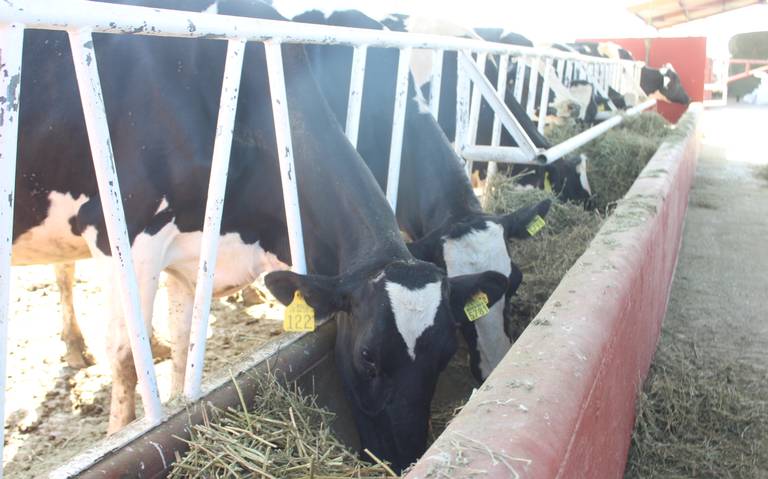 Vacas lecheras