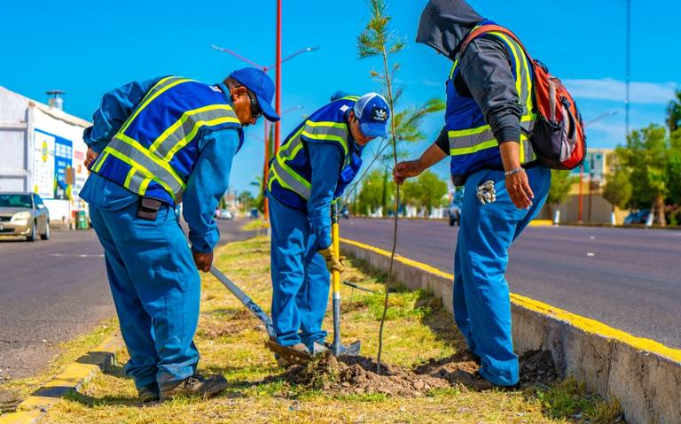 REFORESTACION