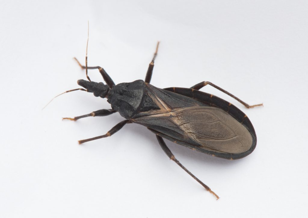 Insecto