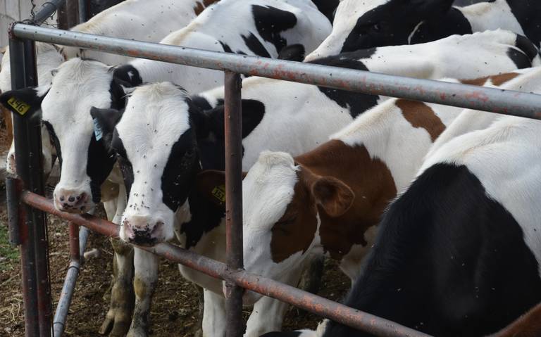 Ganaderia, afectada por falta de lluvias (1)