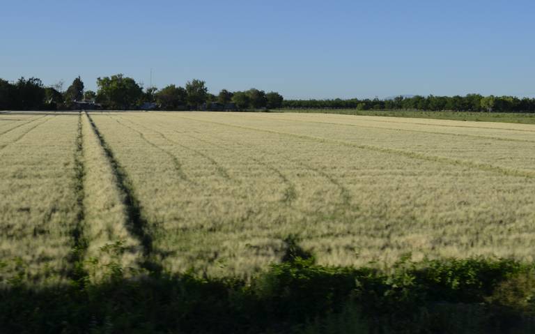 Campos de trigo en el Distrito 005